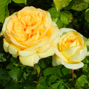 Żółty - róża wielkokwiatowa - Hybrid Tea